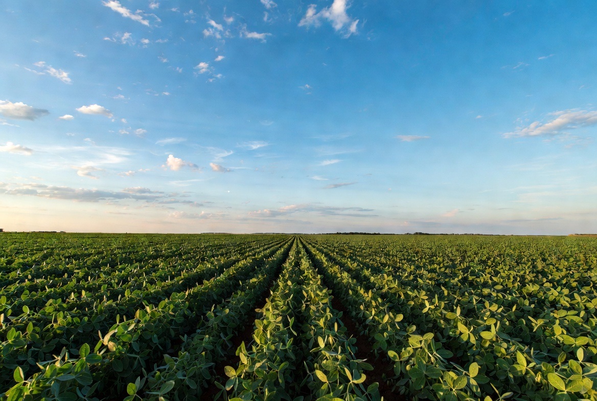 Mississippi Delta Cropland